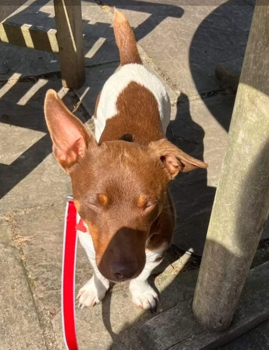 MissingPetsGB's tweet image. Sadly a year has now passed &amp;amp; #stolen BARNEY is still #Missing 

PLEASE HELP GET BARNEY HOME🐶
£2500 for information, doubled for his return.

Please get in touch with any information regarding Barney, brown &amp;amp; white Jack Russell. He was taken from Bolton by Bowland #BB7