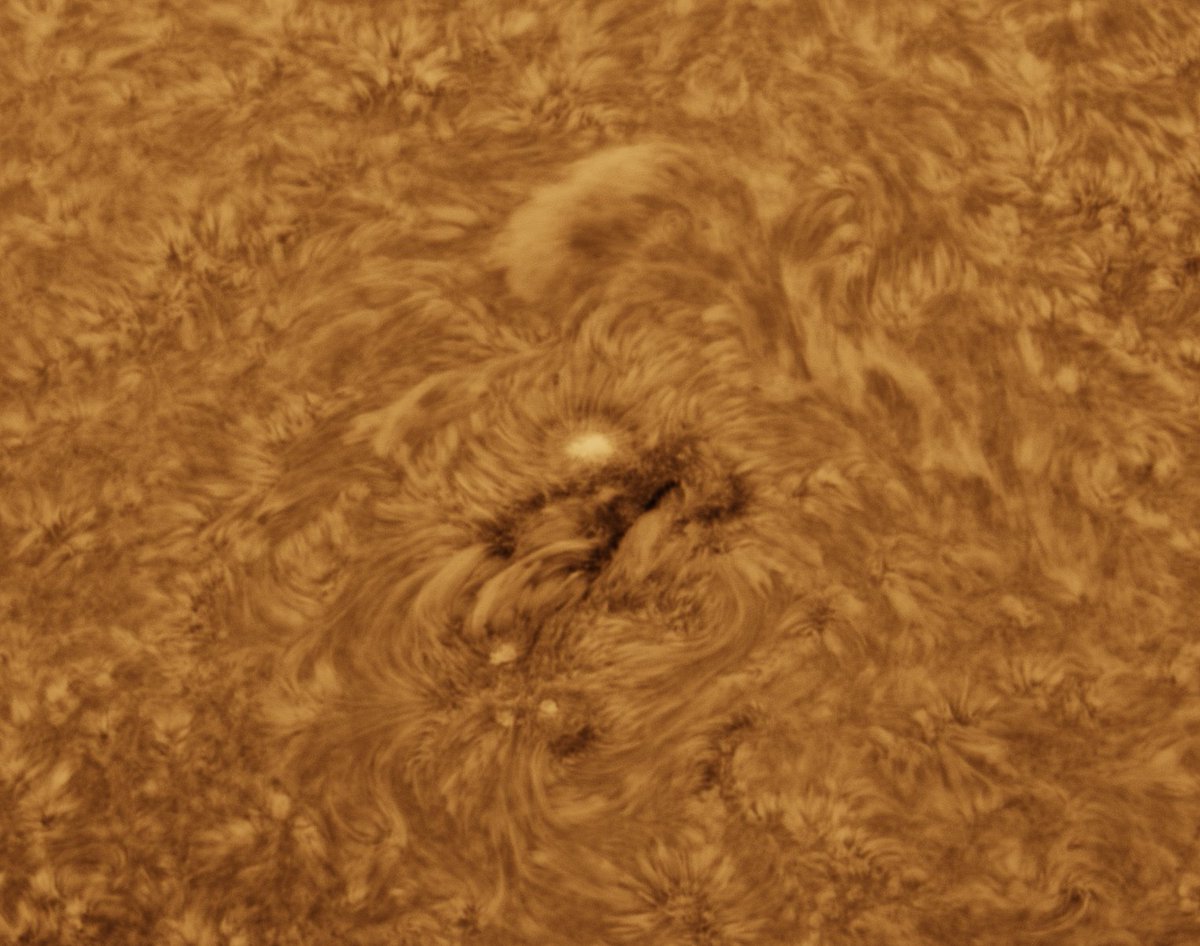 MBerto7's tweet image. Sesión solar de hoy (11-07-2025)
- Limbo este con una gran prominencia junto a AR4136
- Detalles solares

ES 127mm f7.5 carbon
Daystar Quark chromosphere 
P One Apollo-M Mini
P One ERF S-Series
Svbony UV IR cut