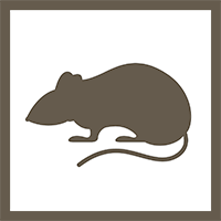 NASAGeneLab's tweet image. 🐁🧬 More processed data from mice flown on the RR-23 mission! This thymus transcriptomics dataset might provide valuable insights, now available on the OSDR! 🚀
🌐OSD-515: tinyurl.com/osdr515