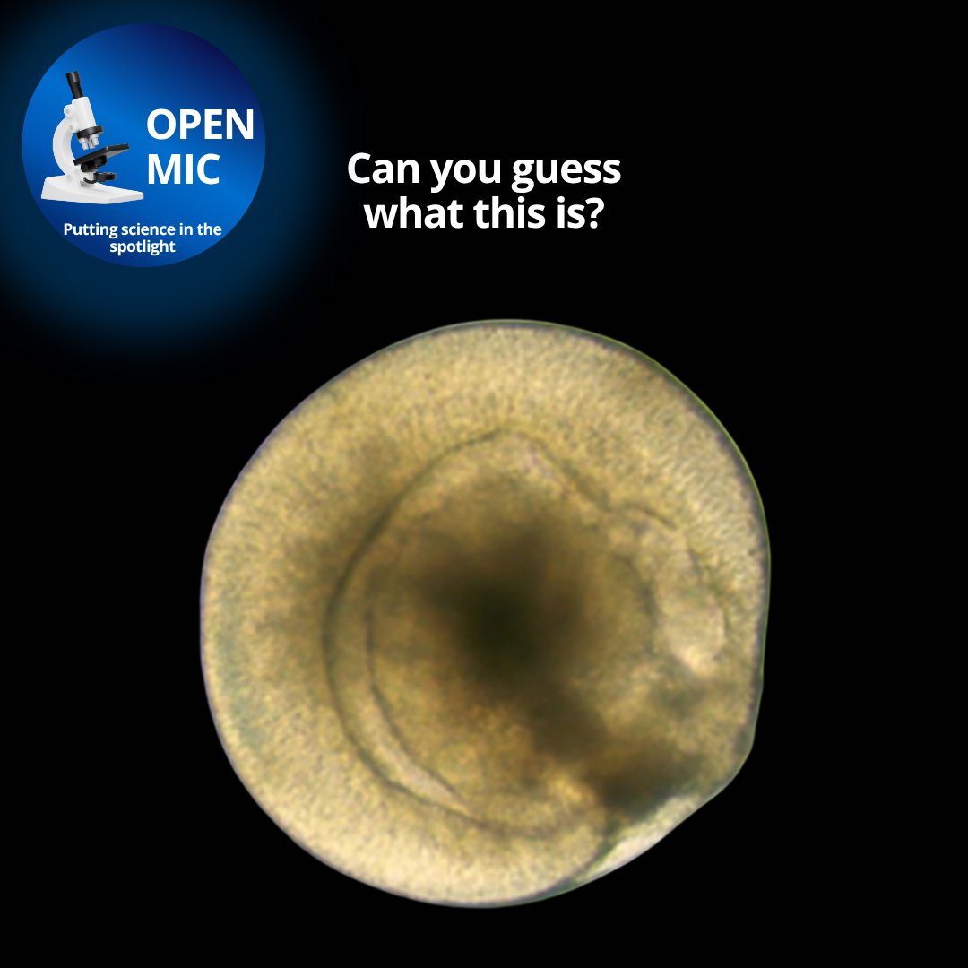 UTSWMedCenter's tweet image. (1/2) Welcome to another #OpenMic, where we magnify the work of #UTSouthwestern's brilliant researchers. This month, please welcome Katherine Wert, Ph.D., whose work focuses on the retina, or the light-sensitive layer at the back of the eye. @WertLaboratory