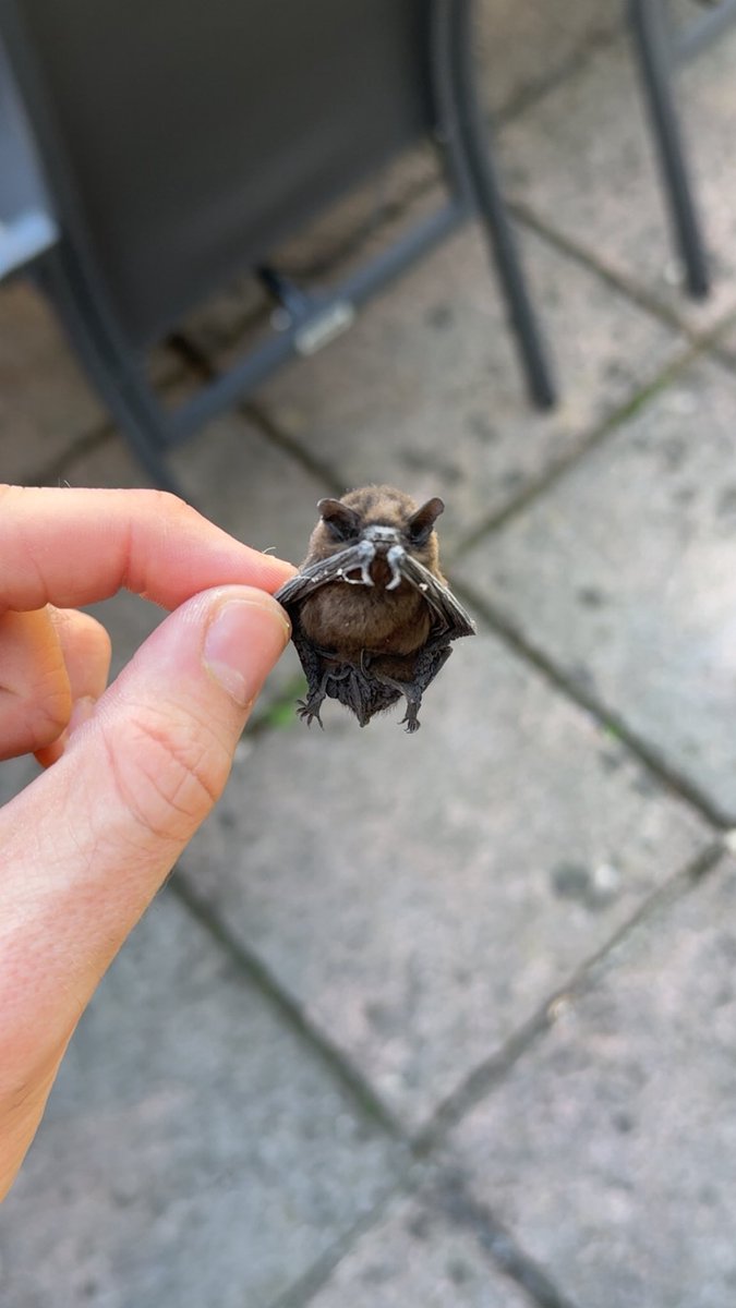 riisk's tweet image. What should I call him?