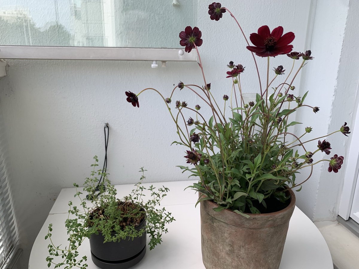 Tiiättekö mikä kukka, hmm 😃

Suklaakosmos 
syvän viininpunaposkillaan hehkuttelee
mulle lämpöään, lähes verenpunainen
Niin minunlainen kukka on tuo tuossa 👌🌱
Timjamiressukka päätti näyttää kasvuvoimansa, leikkasin sen melkein
kaljuksi mutta niin nousi 🌟

🌱