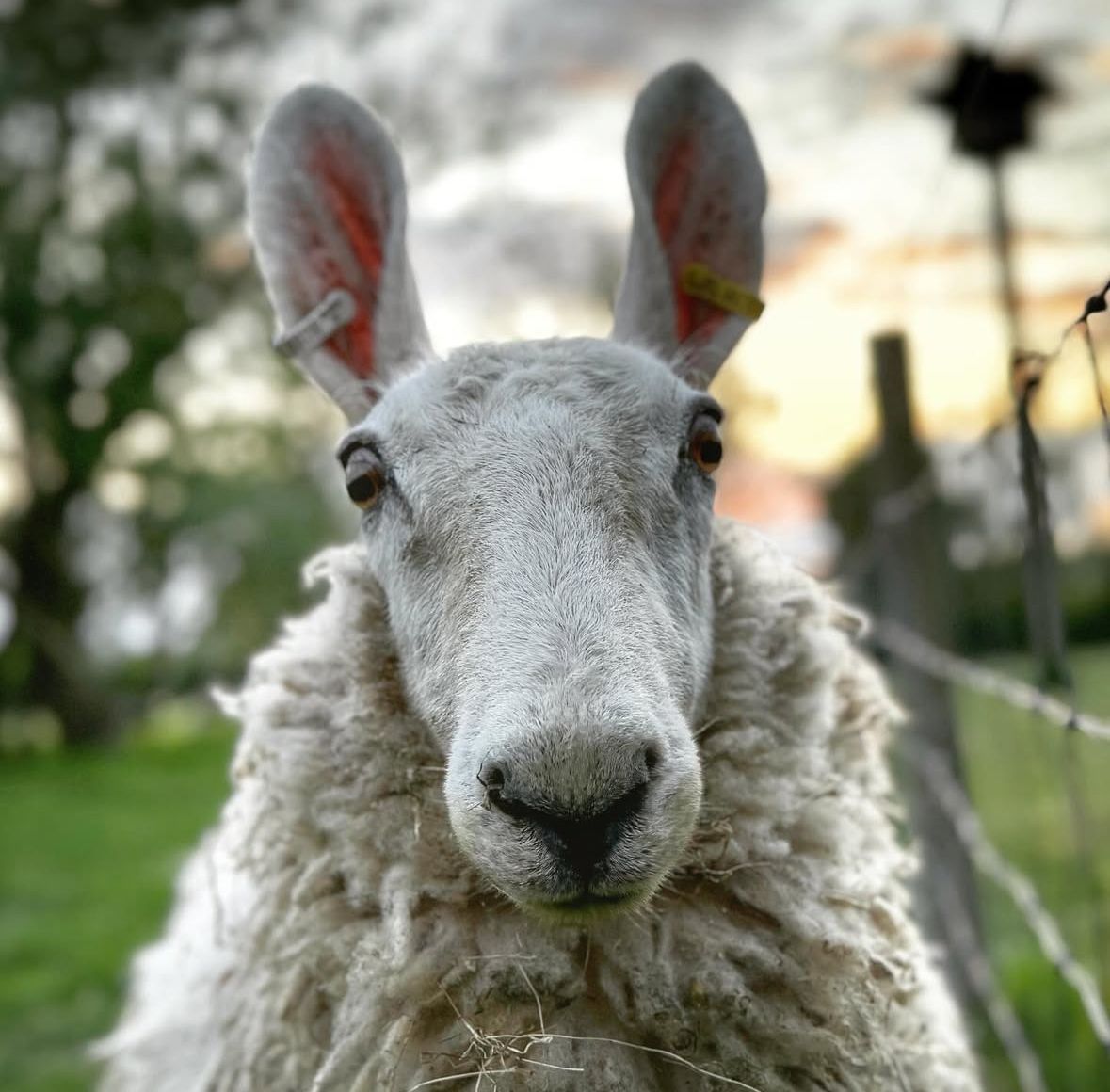 Do you have a commercial innovation using wool? 💡🤔
See link innovationinwool.com for details to apply 
CLOSING DATE 20 JULY.

'Russell' on the farm at Morningside Herdwicks, one of their Border Leicester sheep which are also known as 'Rabbit Sheep' with their cute ears 🐰 🐏