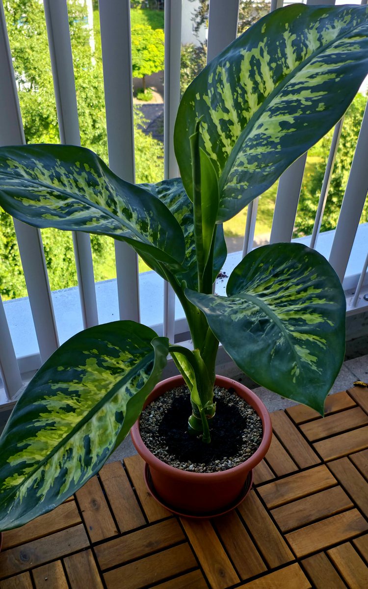 Presadjena. Nadjoh i ove male kamenčiće, piše da su super za biljke 🥰