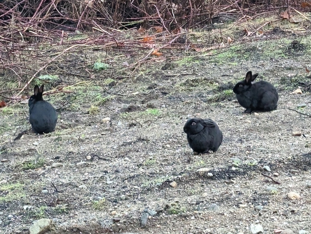 WorldLagomorph's tweet image. A pilot study explored how pet rabbits behave when first introduced to a potential companion. Findings show social behaviours vary widely, highlighting the need for careful pairing. #RabbitBehavior #AnimalWelfare
doi.org/10.21825/vdt.9…