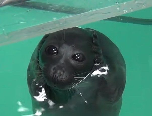 1sealluvr's tweet image. pssst…. psssssst…. hellowe… can I have spare fibsh pleas…
