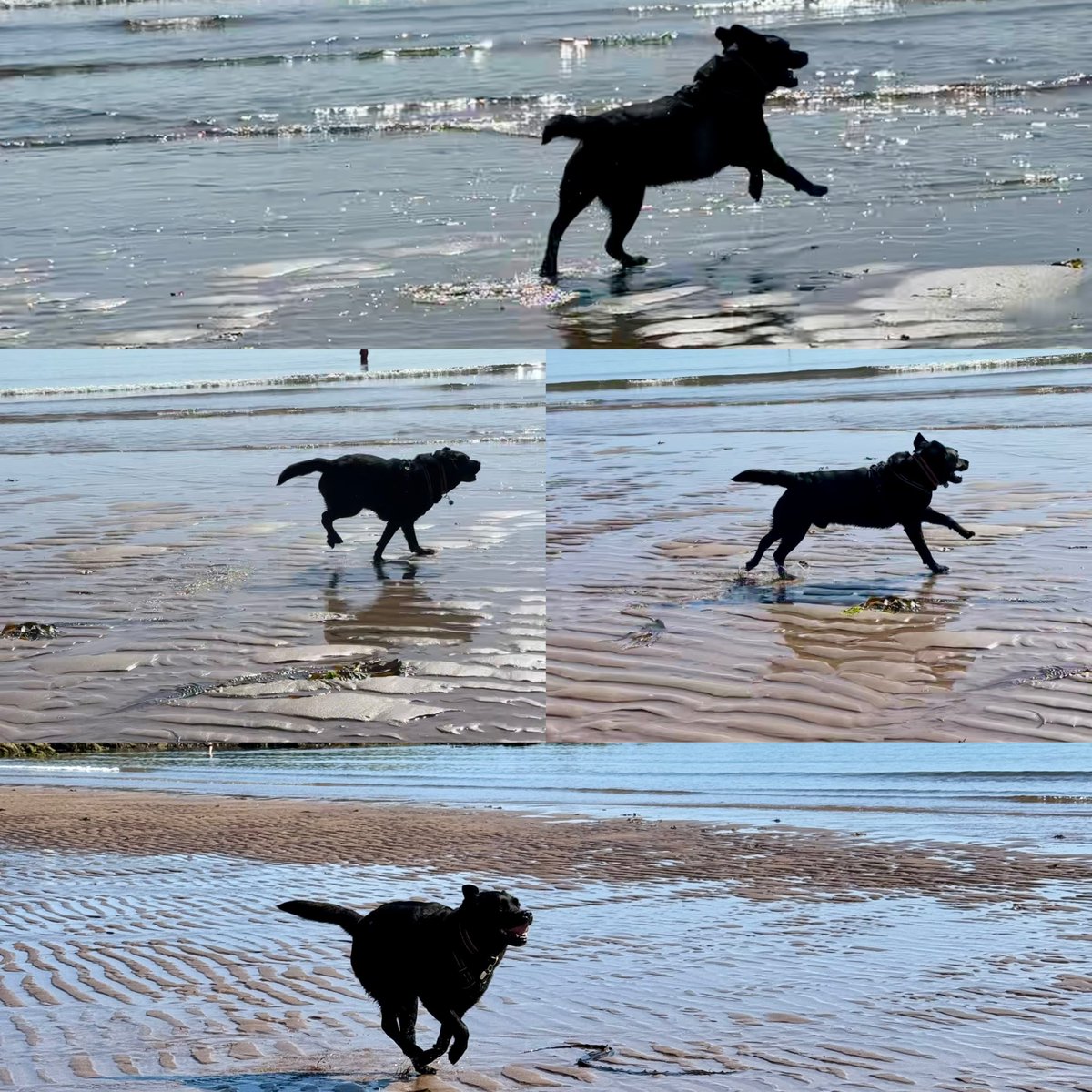 olive_blacklab's tweet image. Jim living his best life 💙#beachfun #sunseasand #waterlovinglab #coldinghambay