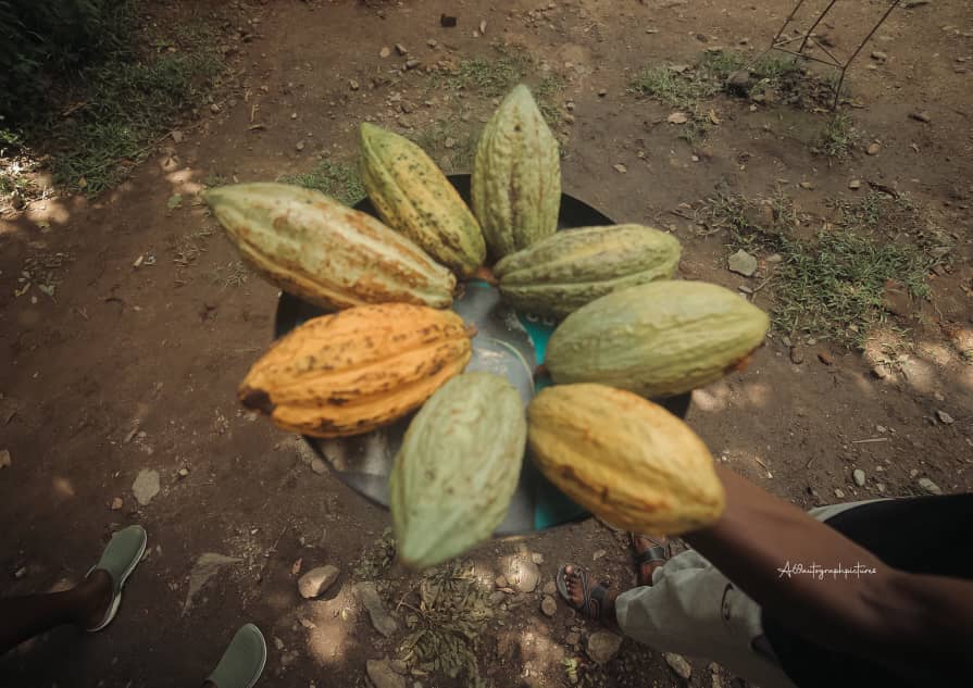 GoldenPosts1's tweet photo. Uganda’s cocoa is a hidden gem 🌱— rich flavor, organic farms, and rising global demand. Time to shine a spotlight on one of Africa’s sweetest exports! #GoldenPosts #CocoaUganda #UgandanPride #AgriBusiness https://t.co/mVEIl9rBMu