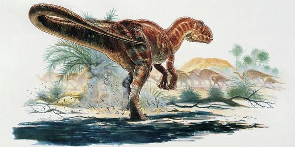 dinonostalgia's tweet image. Carcharodontosaurus, the shark toothed lizard, is a genus of theropod dinosaur from the Late Cretaceous of North Africa.
It lived from about 100 to 94 million years ago and could grow to 12 meters in length.