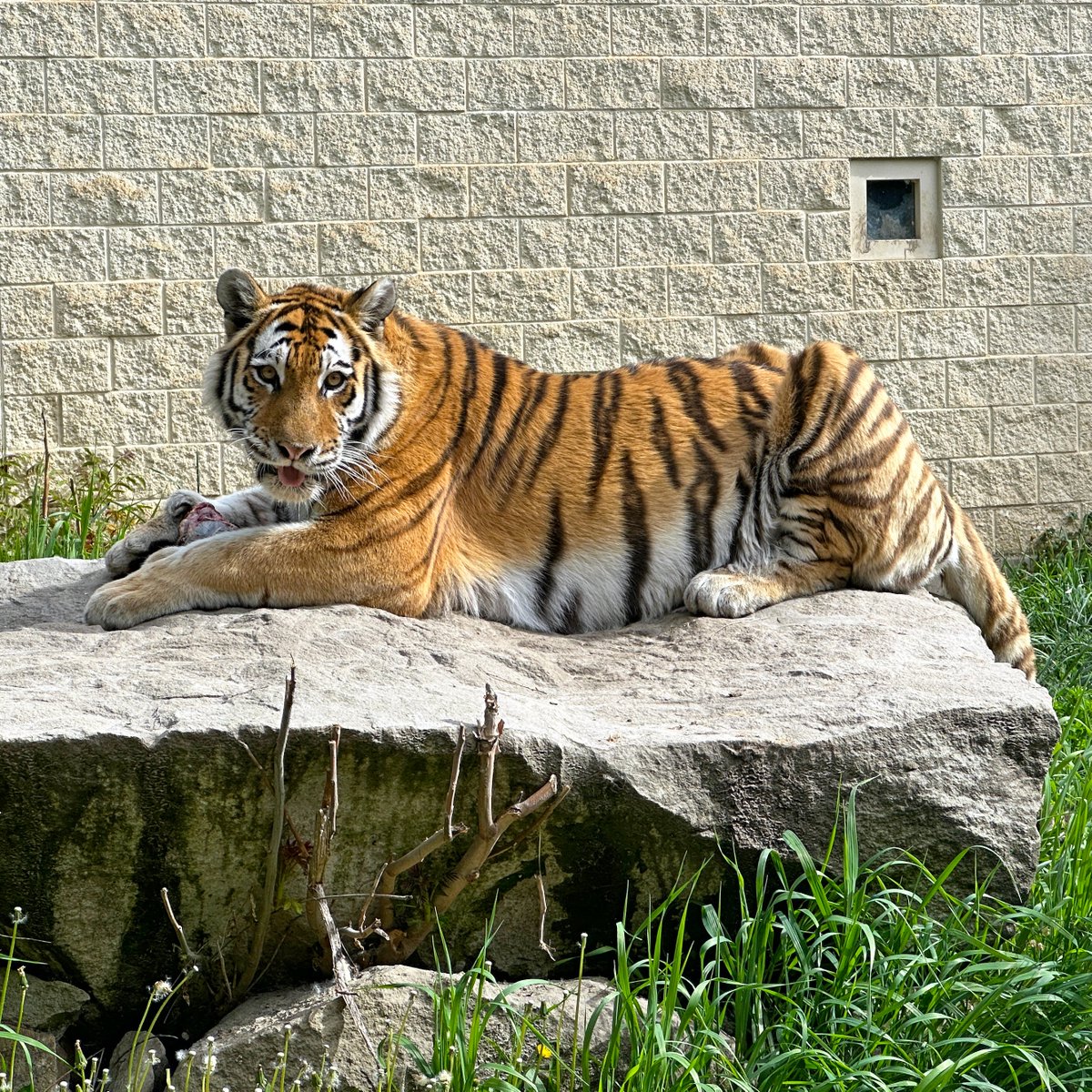 ZooBoise's tweet image. 📢 Amur tiger Akasha is receiving her annual veterinary and dental exams today (Friday, July 11). Because of this checkup, she won't be outside or viewable and is now resting in her den.