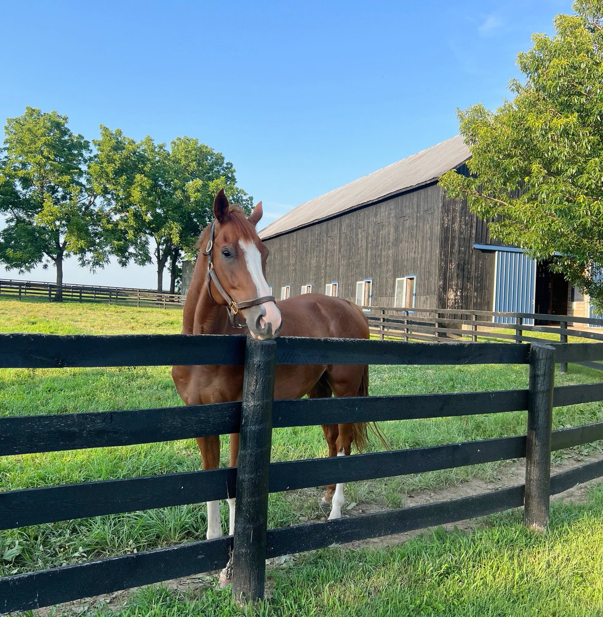 MichelePesulaKuegler (@ms_peku) on Twitter photo King (JC Comeback King) is surveying his new landscape at Serendipity Springs. Retired with <a href="/wasabiaftercare/">Wasabi Aftercare Fund</a> he will become the pony for <a href="/WasabiStables/">WV Stables</a>' trainer, <a href="/Cruz_Racing/">Jesse Cruz</a> later this year! King (JC Comeback King) is surveying his new landscape at Serendipity Springs. Retired with <a href="/wasabiaftercare/">Wasabi Aftercare Fund</a> he will become the pony for <a href="/WasabiStables/">WV Stables</a>' trainer, <a href="/Cruz_Racing/">Jesse Cruz</a> later this year!