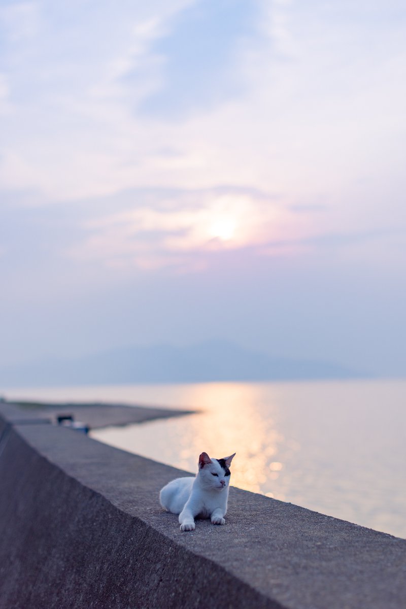sakura_ponzu's tweet image. おはようにゃん✨
佐栁島と男木島に行ってきましたー🐈🐾
今回もたくさん出会いに恵まれ、感謝の気持ちでいっぱいです。
ありがとうございました!