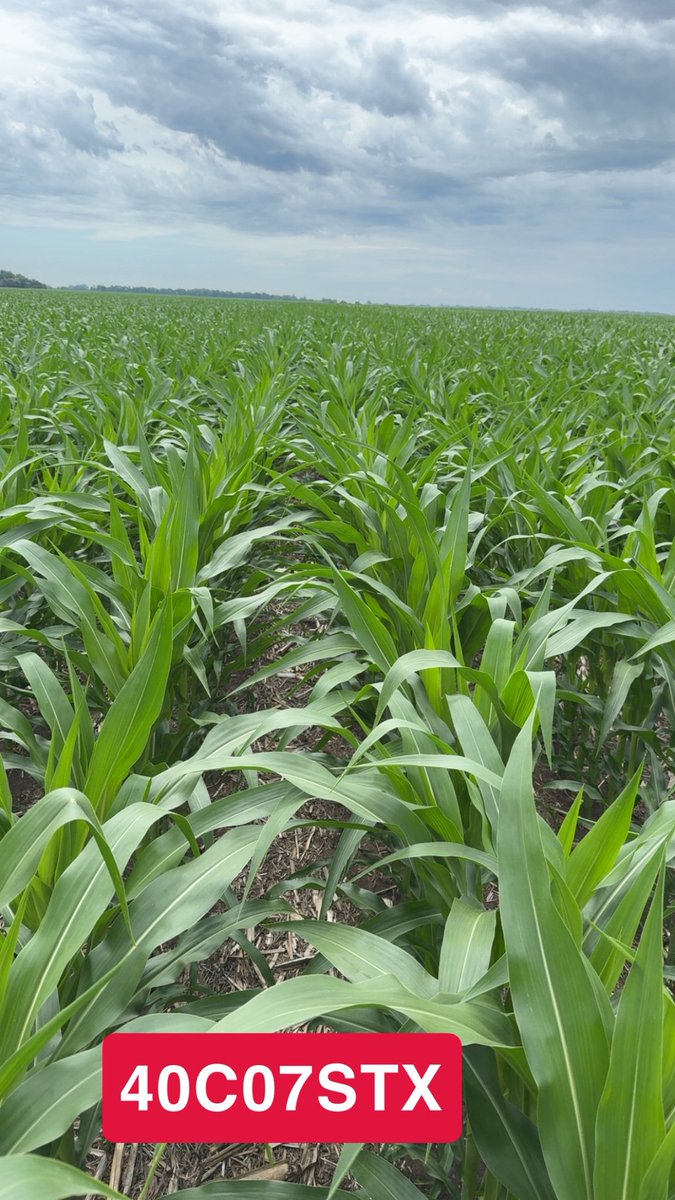 teejayhagen's tweet photo. @LGSeeds corn hybrids looking good and really starting to take off! https://t.co/atVuDjlUJv