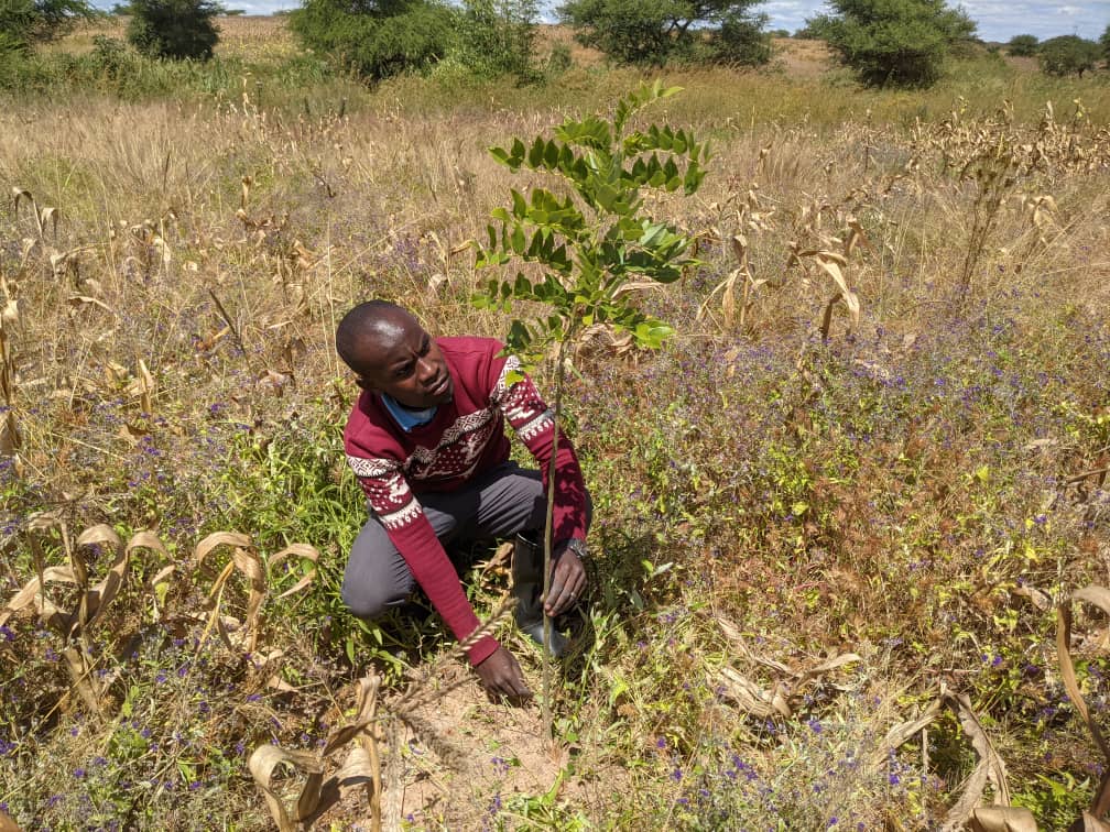 LuseMwamba95's tweet image. Why Trees On Farm Initiative #TOFI
Is important?
Planting Leguminous trees on your Farm for ;
✓Soil health
✓Enhancing Biodiversity
✓Increasing Farm Productivity.
#Agroforestry4ClimateResilience.