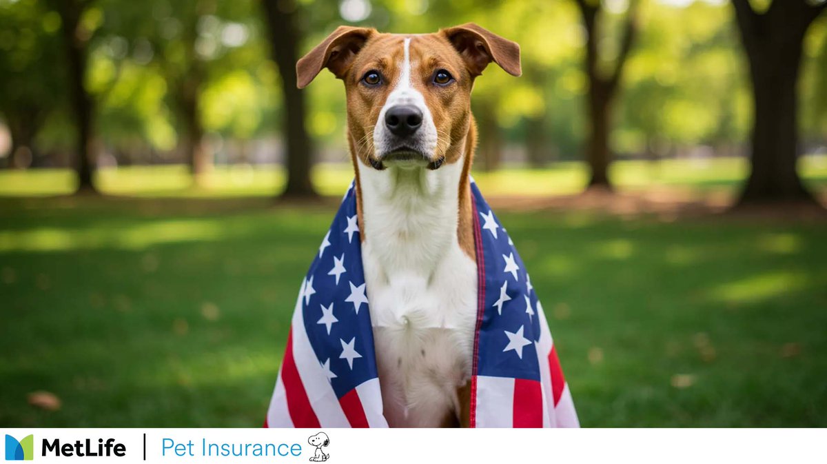 Today is All American Pet Photo Day.  Do you have any good pictures of your pets?

hubs.ly/Q03wSL5g0

#doginsurance #petinsurance #puppyinsurance #kitteninsurance #pethealth #metlife