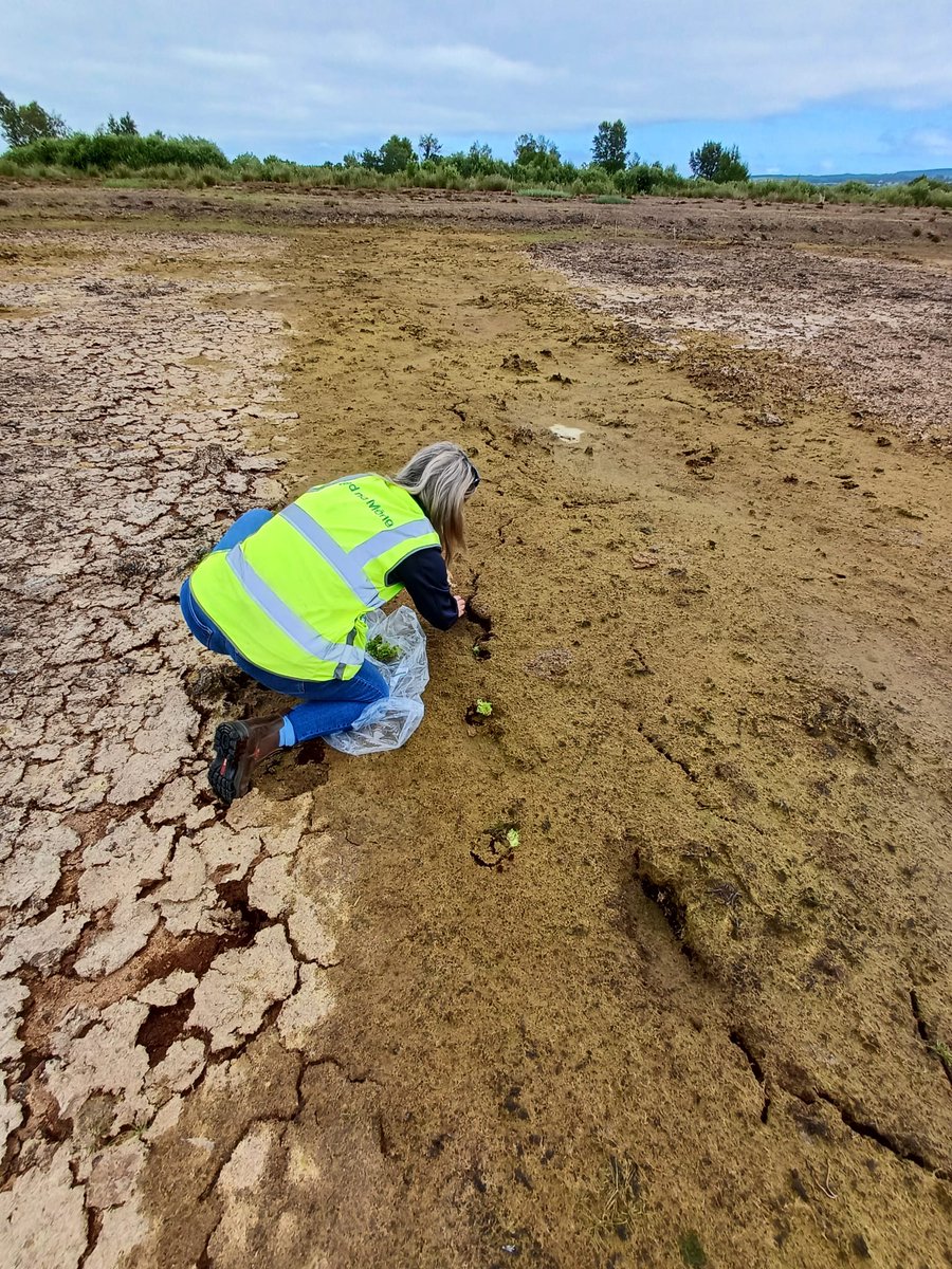peatlandsLIFEIP's tweet image. 🌱 On Wednesday, Peatlands and People held its annual @EPAIreland researcher meeting! The meeting brought together scientists from several #EPA projects, which inform the implementation, impacts and monitoring of the project. Key insights here: peatlandsandpeople.ie/news/event-rec…
