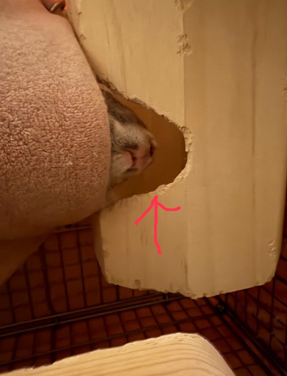 かくかくルームのこの矢印部分、つくもつみりんもチャイもみんな同じ形に齧ってある🤣これかくかくルームあるあるなんだろうか？