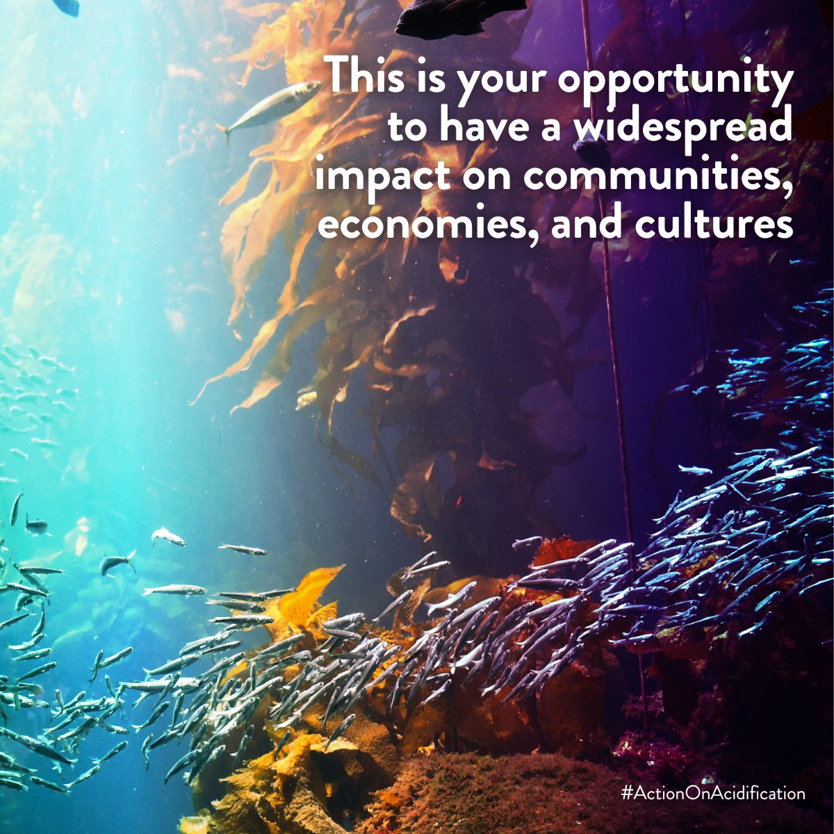 🤝 As an affiliate member of the OA Alliance, your commitment to elevating the issue of ocean acidification within your institution, business, or organization could have a widespread impact on communities, economies, and cultures.

Join us 👉 oaalliance.org/becomeamember