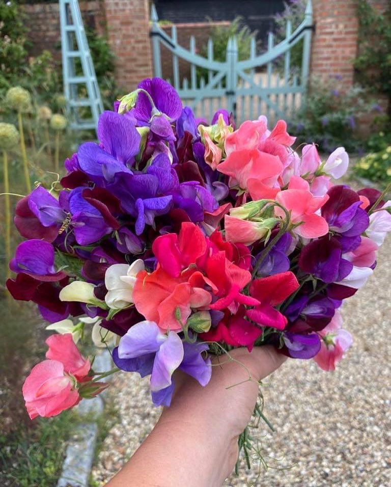 Handful of sweet peas for you for Cut Flower Friday. 🤗 #CutFlowerFriday