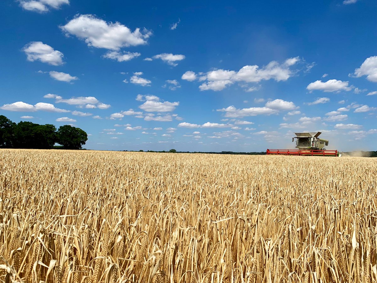 ☀️in the field this afternoon. <a href="/KWSUKLtd/">KWS UK Ltd</a> Tardis
<a href="/CLAAS_UK/">CLAASUK</a> #Lexion
#bentfieldburyfarms