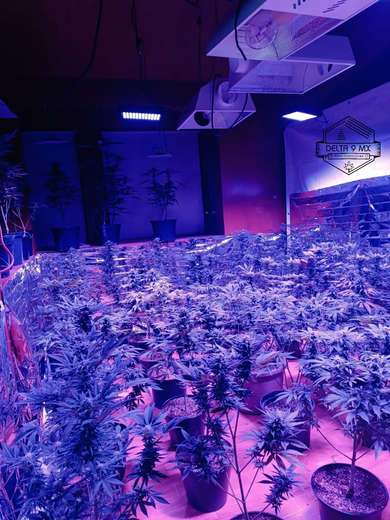 Delta9MX's tweet image. PURPPLE GRAPEPUNK
Híbrida 
6a semana en floración 
@AcInfinityInc
🍇💎💚😎
