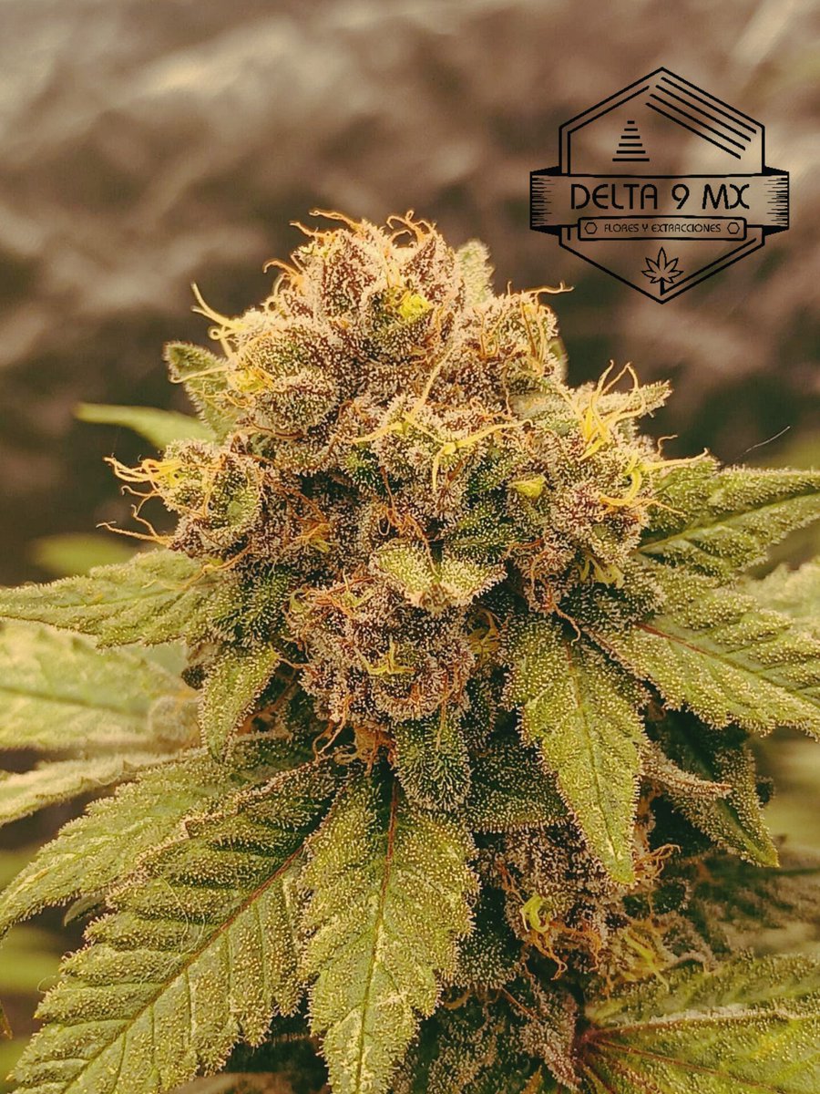 Delta9MX's tweet image. PURPPLE GRAPEPUNK
Híbrida 
6a semana en floración 
@AcInfinityInc
🍇💎💚😎