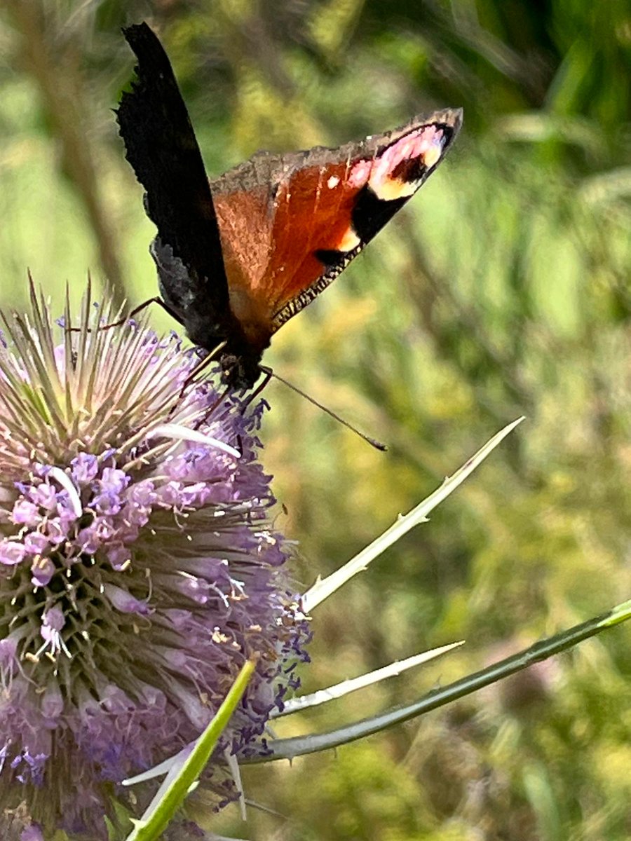 The footpath by the Buffaload Ellington boundary is alive with butterflies right now, its amazing! Huge wild teasel (Dipsacus fullonum) have grown in the ditch this year and the bees and butterflies are loving it.

Photos by Buffaload's David Brown.
#butterflies #countryside