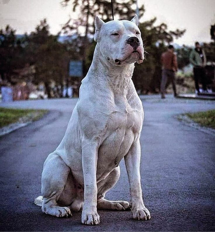 Question re pitbull discourse (sincere): does anyone know the data on bites/attacks by Dogos in Argentina? Incredibly beautiful dog. Most intimidating dog I've ever encountered in real life. But when I lived in BsAs, the creature seemed universally beloved.