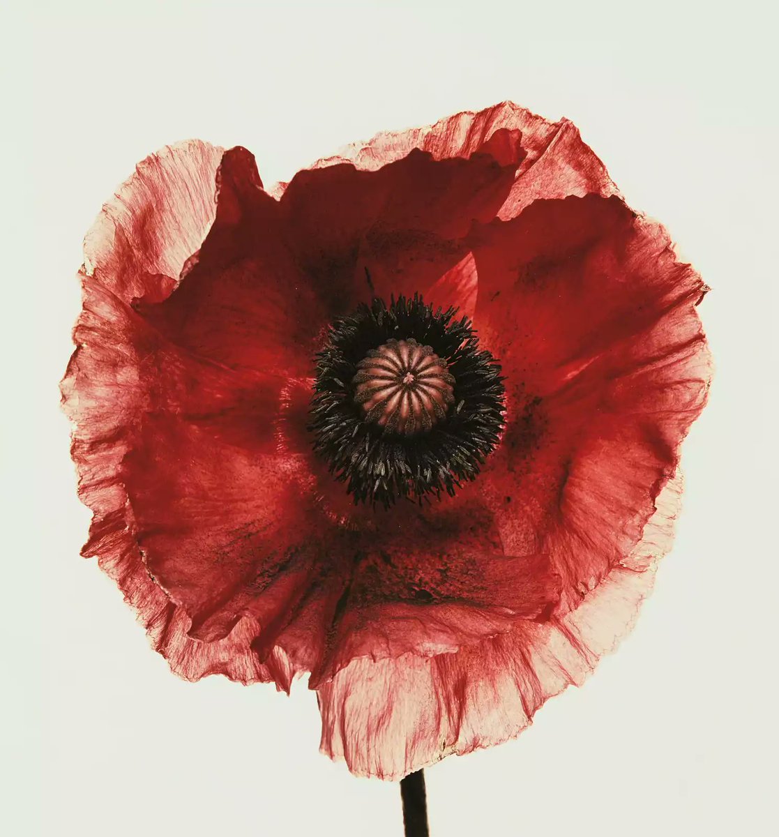 Poppy, Burgundy, New York, 1968 • Irving Penn •