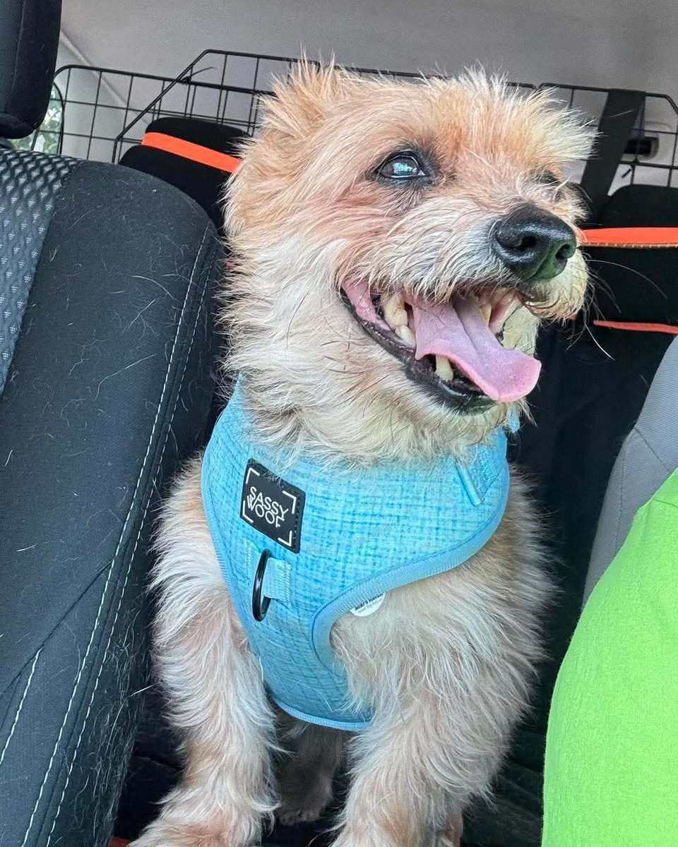 🚨 HERO ALERT 🚨
Congrats to Thomas, a foster dog at <a href="/MirisHaven/">Miri’s Haven Senior Dog Rescue</a> for rescuing the family's resident dog when he had a seizure.  
#dogsoftwitter #hero <a href="/dog_rates/">WeRateDogs</a>