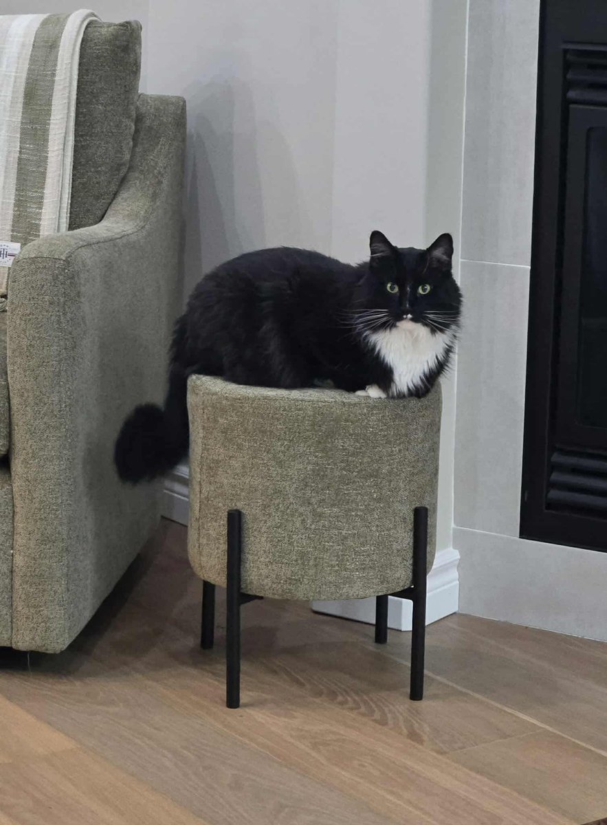 SAFE Team Rescue tweet media