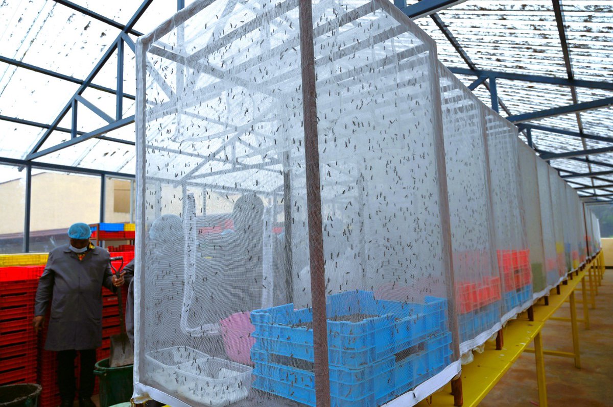 🇦🇺 supports 🇬🇭 and 🇳🇬 delegates learning #BSF farming in 🇰🇪 under the #AAPCRA initiative and the <a href="/ACIARAustralia/">ACIAR</a> and <a href="/icipe/">icipe</a> partnership.
From food waste to feed, fertiliser, and youth jobs, this is #circulareconomy in action.

#ACIAR #SDG17 #SDG13 #FoodSystems #FoodSecurity