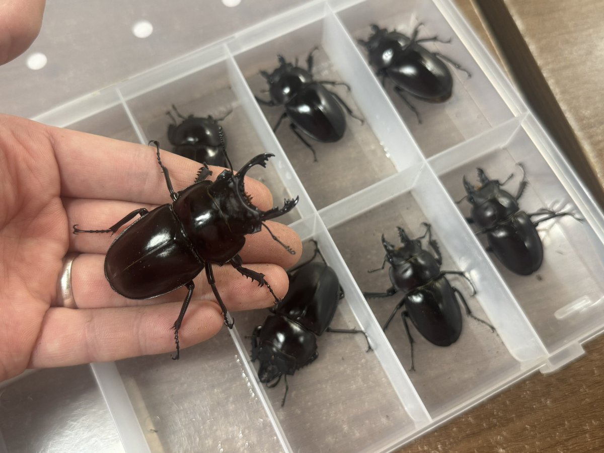 西表島に行ってきたっぽい写真ですが、閉店後居残り羽化個体掘り出し作業中。

本日もヤエヤママルバネクワガタは大歯が羽化しておりました✌️

まだまだ繭玉があるので楽しみです！！