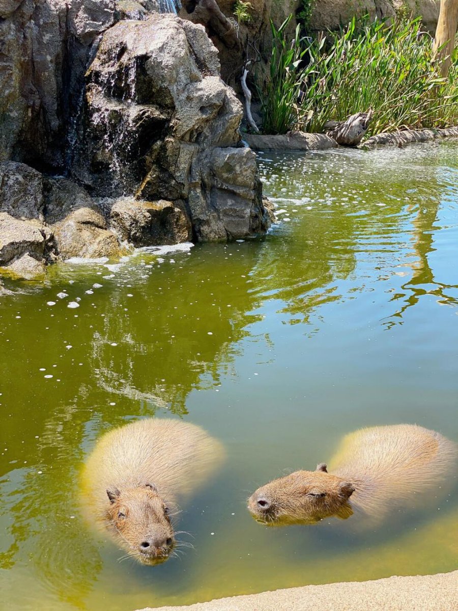 Ultimate chill goals, courtesy of these two! 🌿😌 Finding peace in the simple moments. 💧 #CapybaraLife #NatureVibes #RelaxAndUnwind