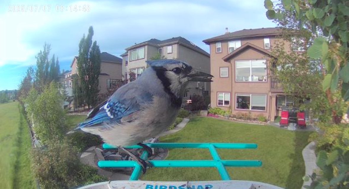 So, my family make fun of my birdcam but… it brings me joy