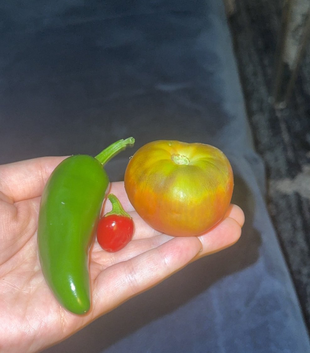 Alqoshnaitha's tweet image. My jalapeño plant gave birth to a pre mature jalapeño 🥹 so tiny and perfect.
