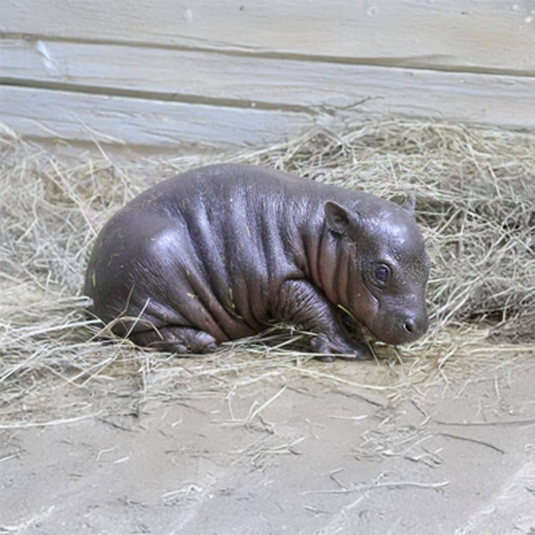 TheRealZephyrX's tweet image. $THOR 

Thor the Pygmy hippo 

CA: CViJwTyYGVkBtRCXE7r47BPc7k6TNdc1rLa6zcfsbonk

TikTok: tiktok.com/@tanganyikawil…
