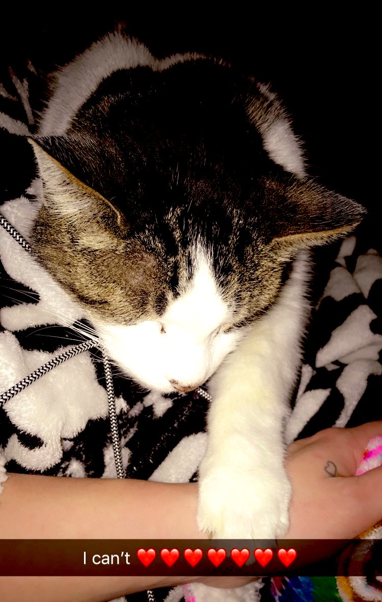 C_Levaggi's tweet photo. @angelinamtvjs I think you did the absolute best thing for her Ang! ❣️🙏🏻 #RIPPeanut I have a brain tumor &amp; my cat Wally he got up on the couch with me with his paw on my hand, as I was preparing for chemo at home. I saw his back hips going &amp; I dove under him &amp; a few minutes later he was gone. https://t.co/1szeKeX6h5