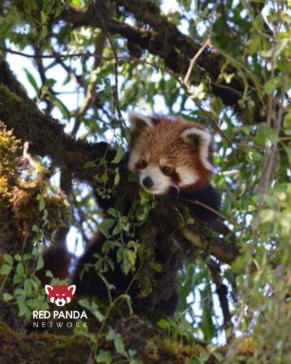 RedPandaNetwork's tweet image. 🙏 The generous and inspiring support of people like you has allowed us to expand our conservation programs to 127 Community Forests, which span over 30,000 hectares of red panda habitat in Nepal! 🐾
#redpandas #redpanda #gratitude #conservation #communitybasedconservation…