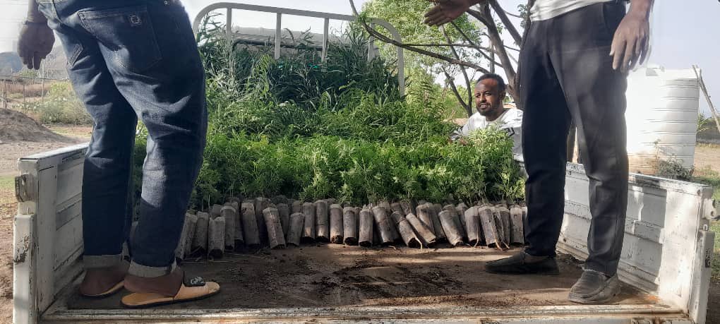 TakeleUma's tweet image. In preparation for tomorrow&apos;s tree-planting campaign, EDR staff have started loading plants.
-
Duula biqiltuuu dhaabuu boru akka dhaabbata daandii baaburaatti dhaabuuf, har’a biqiltuu iddoo dhaabnu hundaatti qindeessaa jirra.