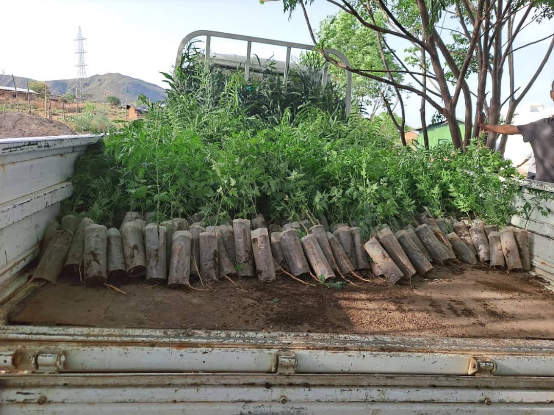 TakeleUma's tweet image. In preparation for tomorrow&apos;s tree-planting campaign, EDR staff have started loading plants.
-
Duula biqiltuuu dhaabuu boru akka dhaabbata daandii baaburaatti dhaabuuf, har’a biqiltuu iddoo dhaabnu hundaatti qindeessaa jirra.