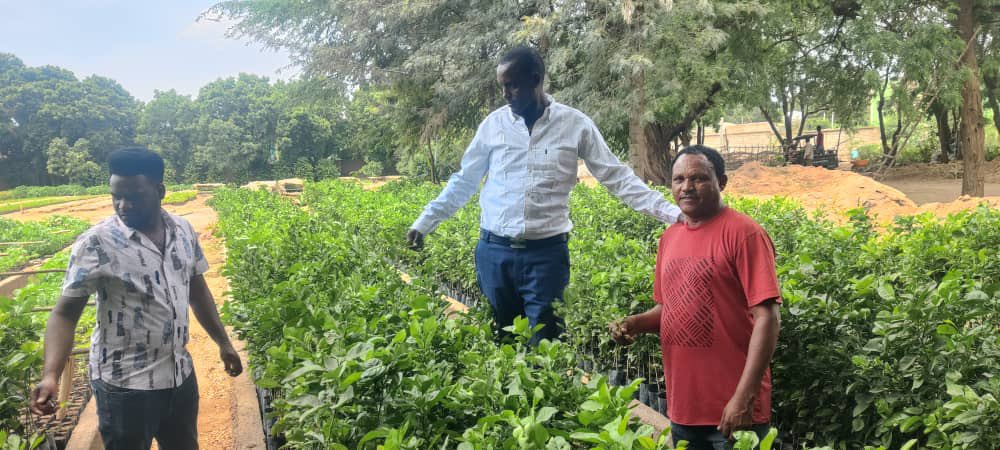 TakeleUma's tweet image. In preparation for tomorrow&apos;s tree-planting campaign, EDR staff have started loading plants.
-
Duula biqiltuuu dhaabuu boru akka dhaabbata daandii baaburaatti dhaabuuf, har’a biqiltuu iddoo dhaabnu hundaatti qindeessaa jirra.