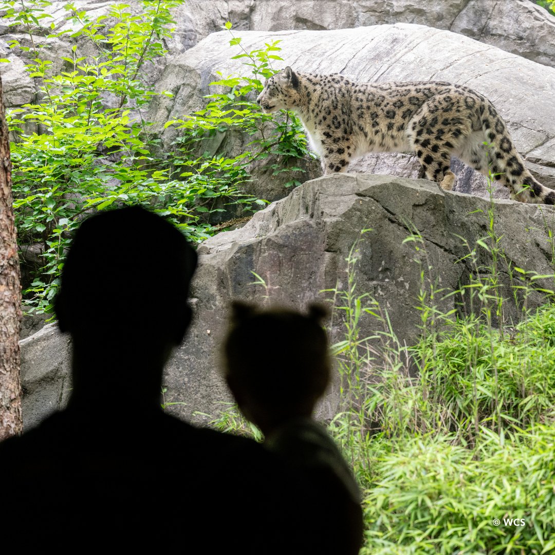 centralparkzoo's tweet image. A wildlife adventure is waiting for your group at Central Park Zoo this summer! Visit our must-see educational exhibits and discover wildlife in the heart of Manhattan.
We offer special discounted rates for school and camp groups: bit.ly/3YoytNx
