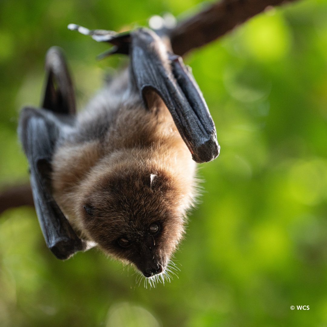 centralparkzoo's tweet image. A wildlife adventure is waiting for your group at Central Park Zoo this summer! Visit our must-see educational exhibits and discover wildlife in the heart of Manhattan.
We offer special discounted rates for school and camp groups: bit.ly/3YoytNx