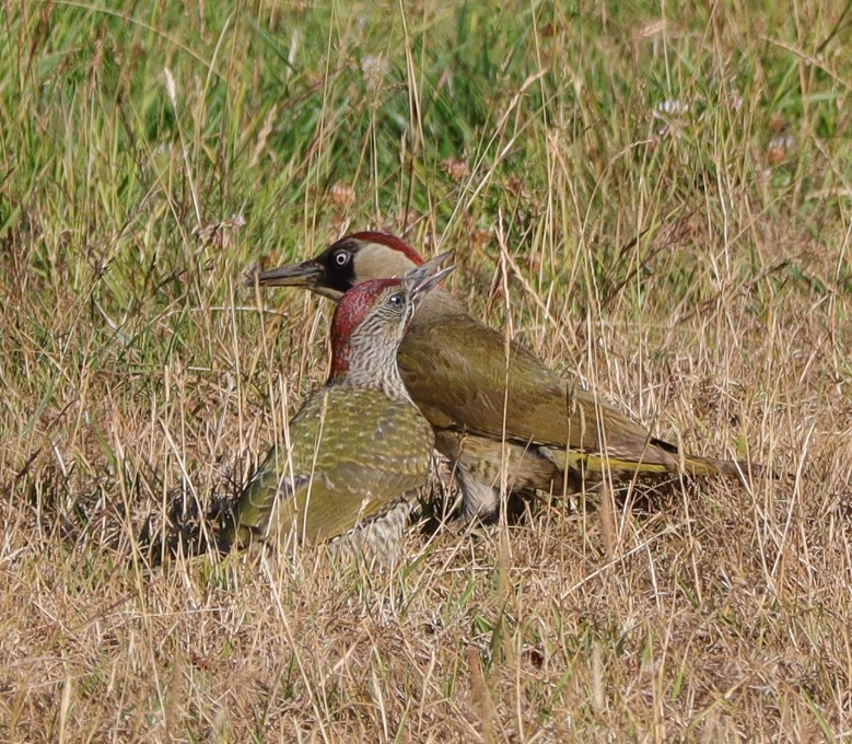 Green Woodpeckers taken locally. <a href="/Natures_Voice/">RSPB</a> <a href="/NatureUK/">NatureUK</a> <a href="/Britnatureguide/">The British Nature Guide</a> #BirdsSeenIn2025 #NaturePhotography