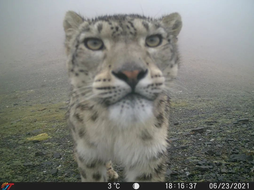 trailcam (@trail_cams) on Twitter photo 