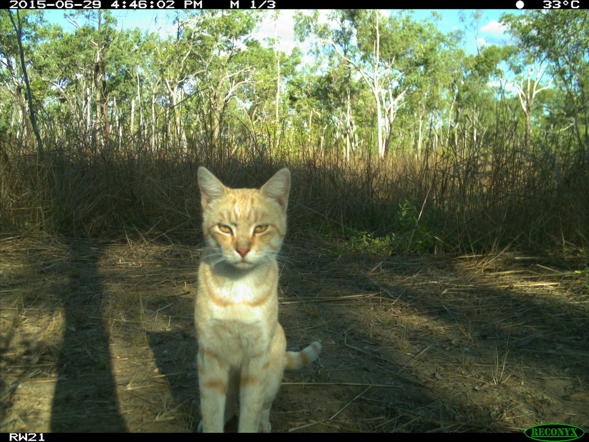 trailcam (@trail_cams) on Twitter photo 