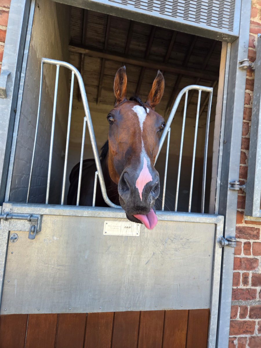 Lamont Racing (@lamontracing) on Twitter photo Nuts looks happy with himself after his scintillating victory <a href="/yorkracecourse/">York Racecourse</a> for Lamont Racing and <a href="/lucindavrussell/">lucinda russell</a> and fab ride Danny Tudhope! Nuts looks happy with himself after his scintillating victory <a href="/yorkracecourse/">York Racecourse</a> for Lamont Racing and <a href="/lucindavrussell/">lucinda russell</a> and fab ride Danny Tudhope!