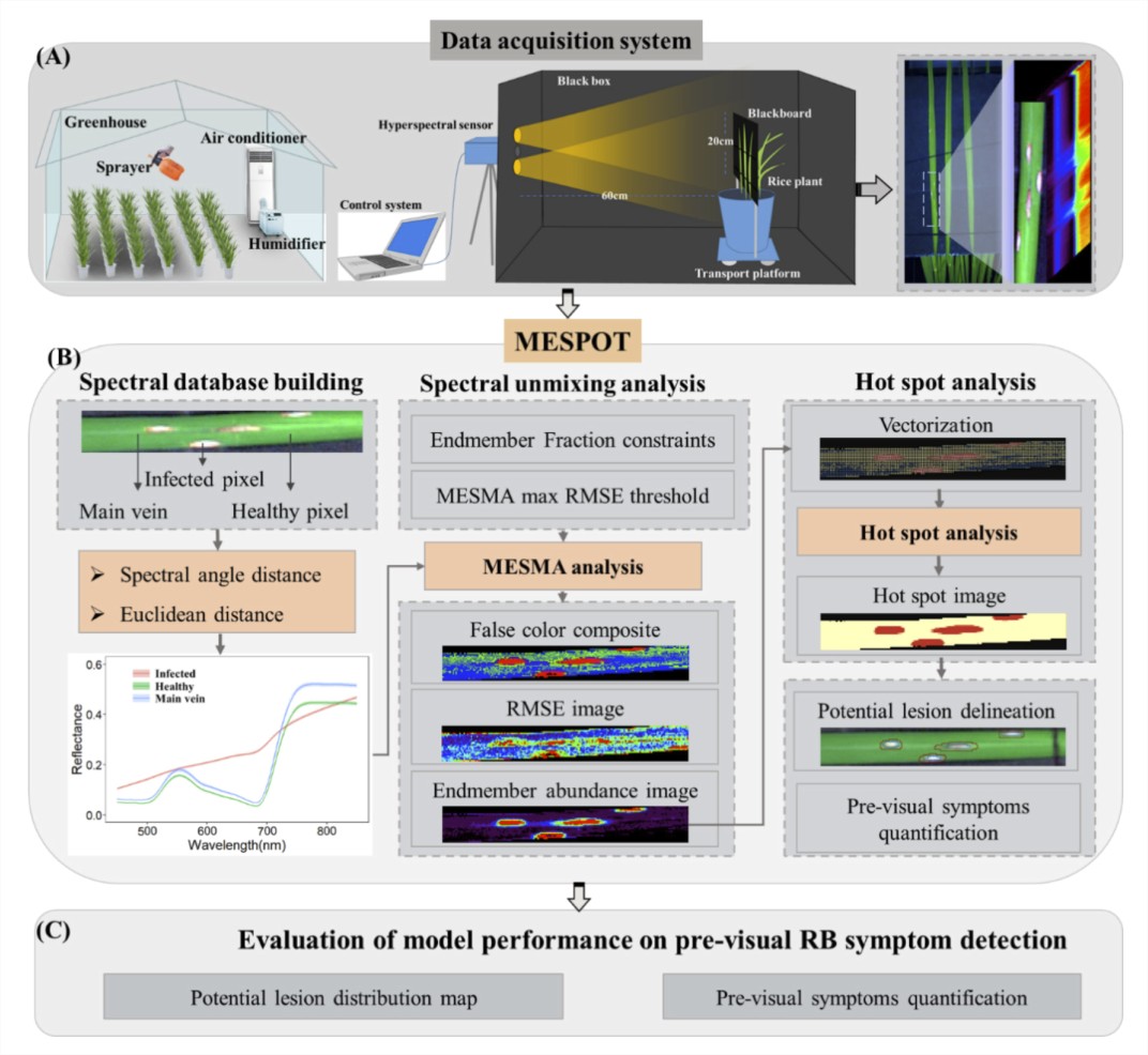 Rice blast infection signals revealed. Multi-temporal proximal hyperspectral imagery captured the transition of disease lesions from asymptomatic to symptomatic stages, distinguishing subtle pathogen-induced signals.

doi.org/10.1016/j.rse.…