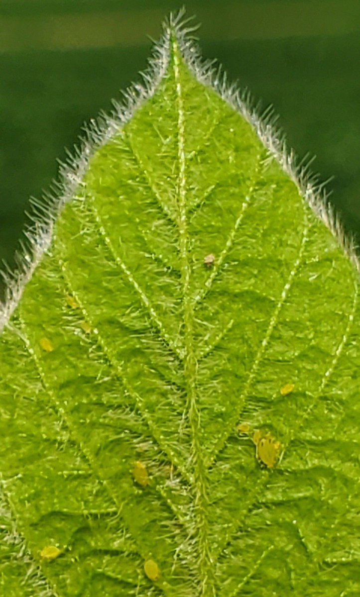Soybean aphid populations are building across much of Eastern ON but remain low—typically 1–20 aphids on the top trifoliate of every few plants. A few fields had higher numbers in small pockets, likely from early local overwintering populations.